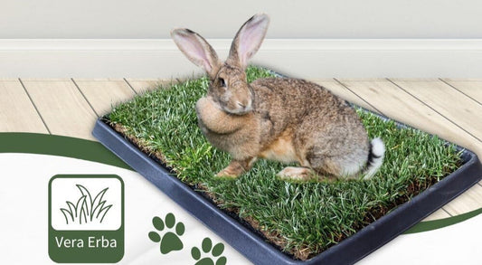 Guida completa alla PetZolla per CONIGLI