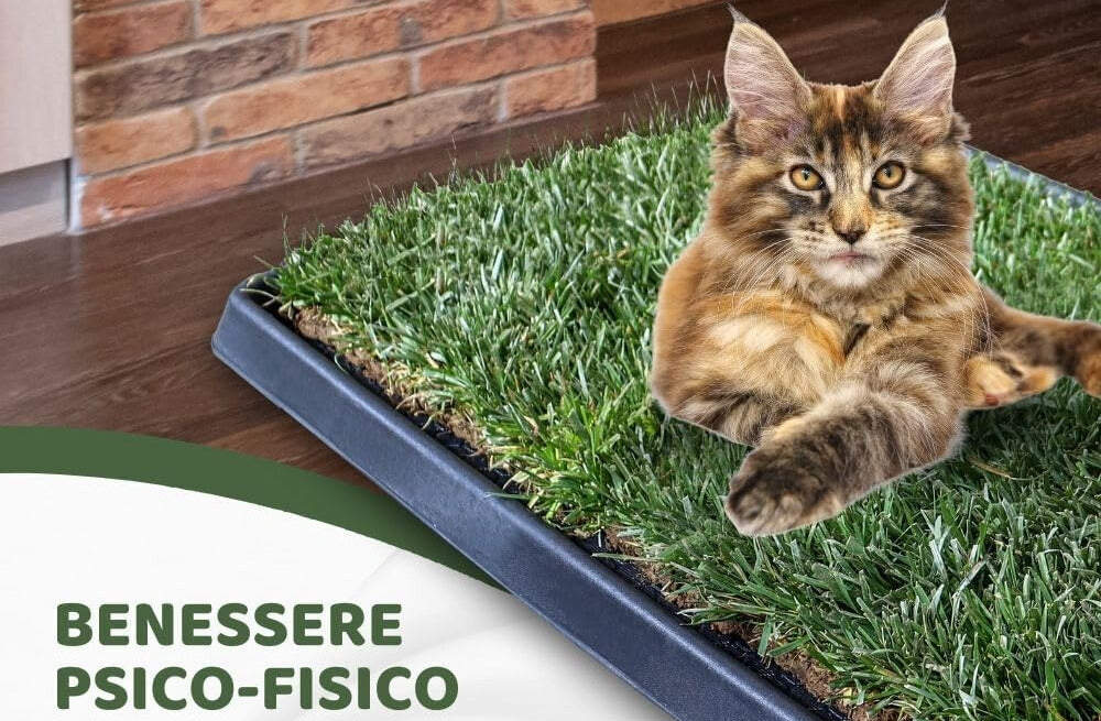 Guida completa alla PetZolla per gatti