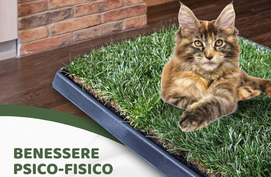 Guida completa alla PetZolla per gatti