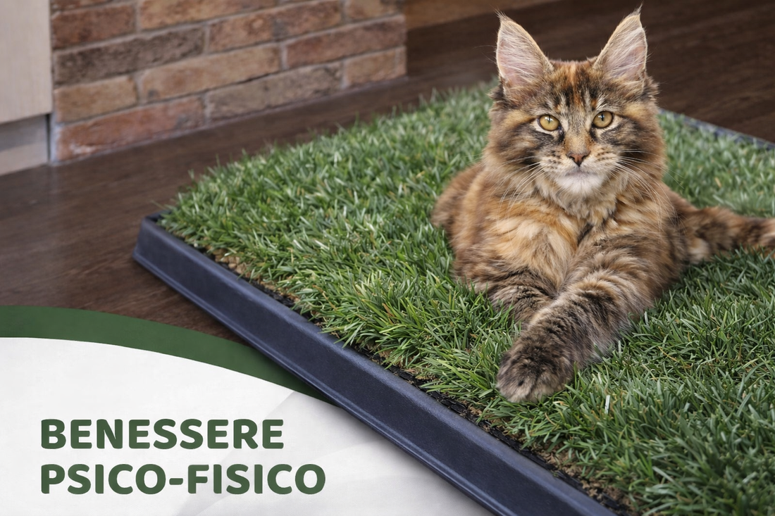 Guida completa alla PetZolla per gatti