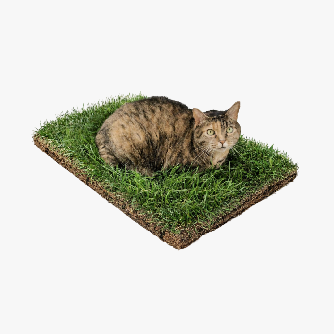 PetZolla Ricarica Gatto