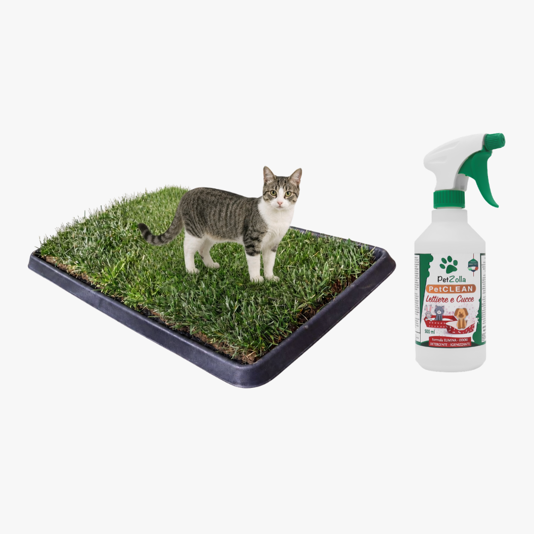 Wellcome KIT Gatto