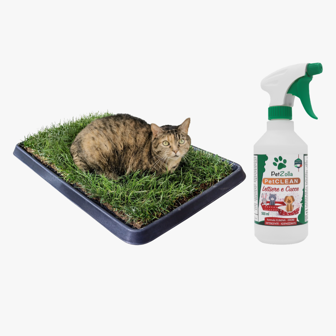Wellcome KIT Gatto
