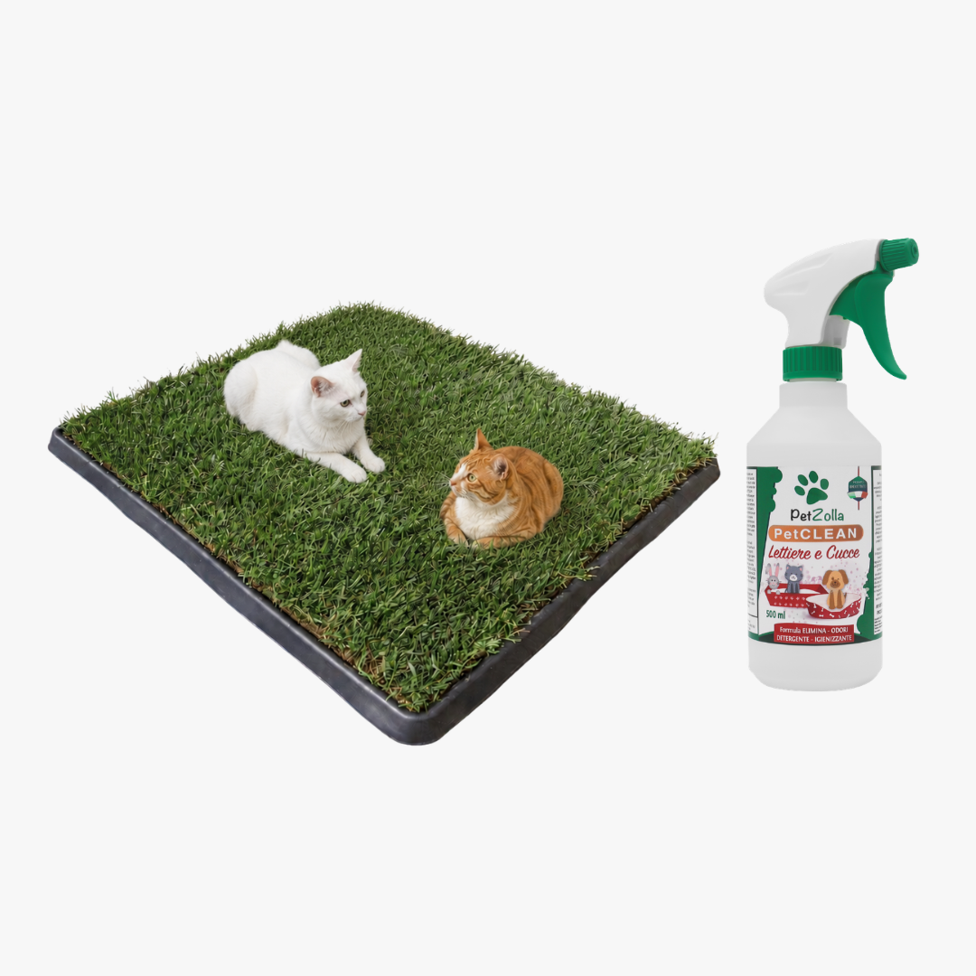 Wellcome KIT Gatto