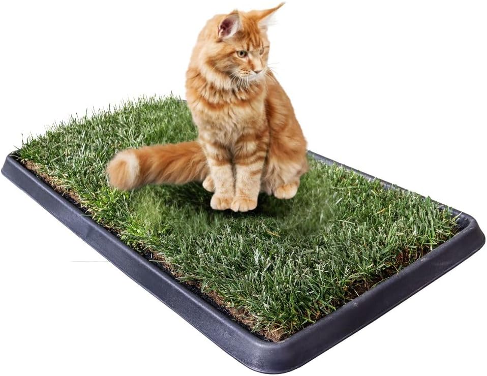 PetZolla Kit Gatto