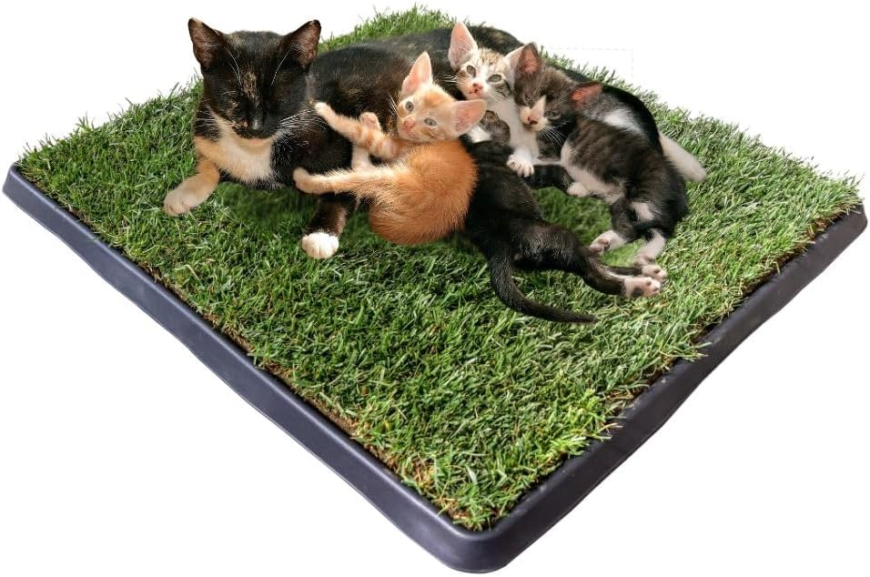 PetZolla Kit Gatto